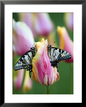 Two Swallowtail Butterflies On Tulip In Early Morning by Nancy Rotenberg Pricing Limited Edition Print image