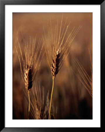 Wheat In Mullewa, Australia by Peter Ptschelinzew Pricing Limited Edition Print image