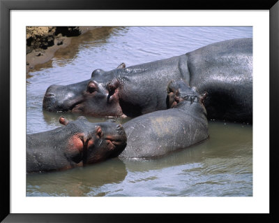 Hippos (Hippopotamus Amphibius), Mara, Kenya by Ralph Reinhold Pricing Limited Edition Print image