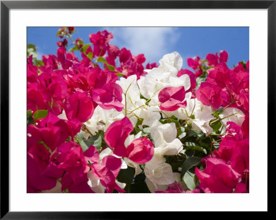 Bougainvillea, Cayman Brac, Cayman Islands, Caribbean by Greg Johnston Pricing Limited Edition Print image