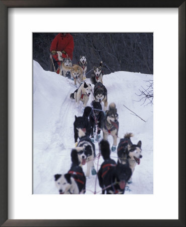 Dog Sled Racing In The 1991 Iditarod Sled Race, Alaska, Usa by Paul Souders Pricing Limited Edition Print image