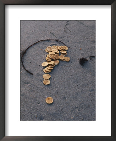 Gold Coins Stamped With A Cross Are Scattered On A Beach by Luis Marden Pricing Limited Edition Print image
