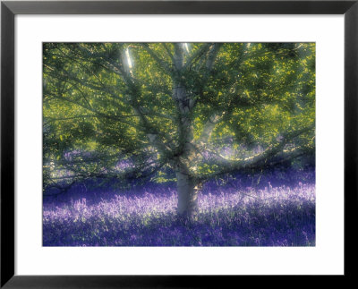 Bluebell And Silver Birch by Jon Arnold Pricing Limited Edition Print image