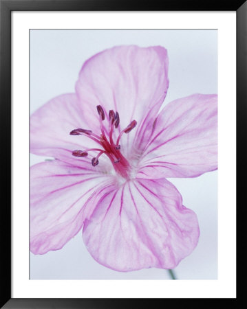 Sticky Geranium by David Ennis Pricing Limited Edition Print image
