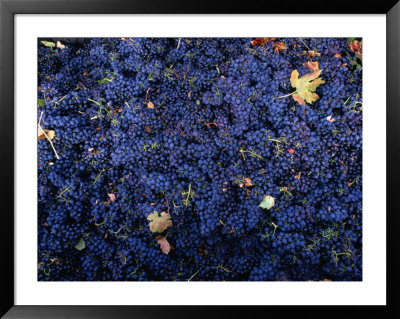 Zinfandel Grape Harvest, Sonoma, California, Usa by Roberto Gerometta Pricing Limited Edition Print image