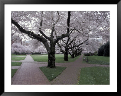 Cherry Blossoms On The University Of Washington Campus, Seattle, Washington, Usa by William Sutton Pricing Limited Edition Print image