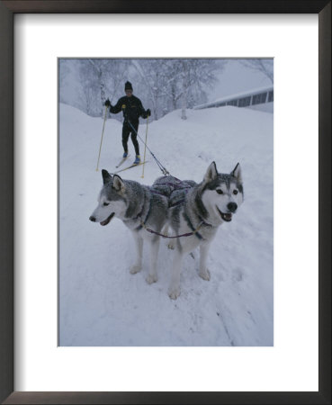 A Man Skijoring With His Dogs by Bill Curtsinger Pricing Limited Edition Print image