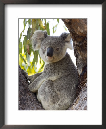 Koala, (Phascolartos Cinereus), Magnetic Island, Queensland, Australia by Thorsten Milse Pricing Limited Edition Print image