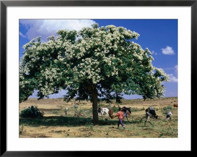People And Cows Near Shady Tree, Barentu, Eritrea by Frances Linzee Gordon Pricing Limited Edition Print image