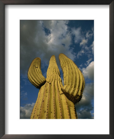 A Skyward View Of A Saguaro Cactus by John Burcham Pricing Limited Edition Print image