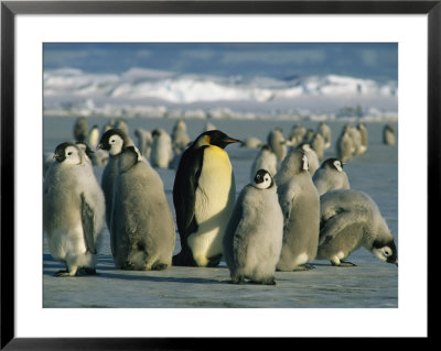 An Adult Emperor Penguin Joins A Group Of Juveniles With Downy Coats by Maria Stenzel Pricing Limited Edition Print image