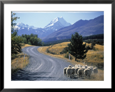 Sheep Nr. Mt. Cook, New Zealand by Peter Adams Pricing Limited Edition Print image