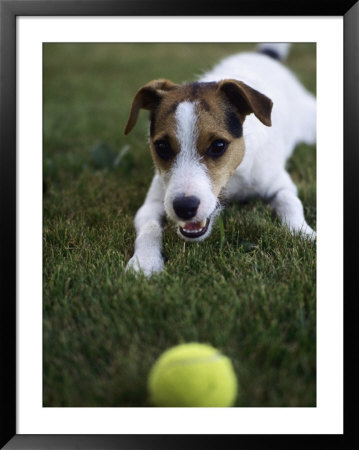 Jack Russell Terrier Playing With Ball In Backyard by Jim Corwin Pricing Limited Edition Print image