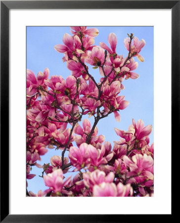 Magnolia Blossoms, Central Park, Ny by Rudi Von Briel Pricing Limited Edition Print image