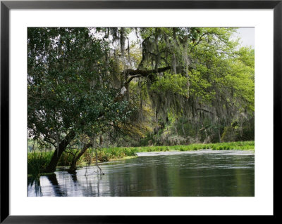 Spanish Moss Fills Tree Branches Overhanging A Waterway by Raymond Gehman Pricing Limited Edition Print image