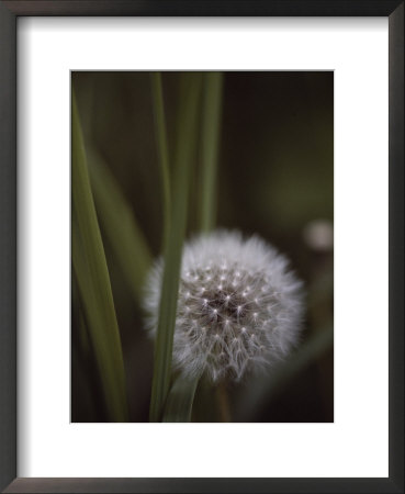 Close View Of A Dandelion That Has Gone To Seed by Annie Griffiths Belt Pricing Limited Edition Print image