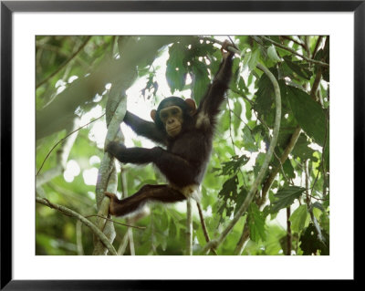 Young Chimpanzee Hangs From A Tree Limb by Michael Nichols Pricing Limited Edition Print image