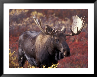 Moose In Autumn Alpine Blueberries, Denali National Park, Alaska, Usa by Hugh Rose Pricing Limited Edition Print image