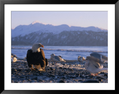 A Bald Eagle Surrounded By Sea Gulls by Norbert Rosing Pricing Limited Edition Print image