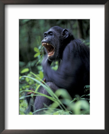 Female Chimpanzee Yawning, Gombe National Park, Tanzania by Kristin Mosher Pricing Limited Edition Print image