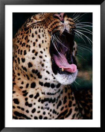 Yawning Leopard (Panthera Pardus), Kenya by David Wall Pricing Limited Edition Print image