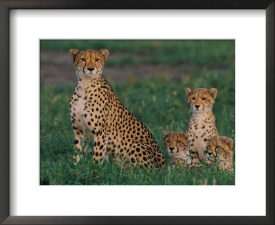 A Portrait Of A Female African Cheetah And Her Three Cubs by Chris Johns Pricing Limited Edition Print image