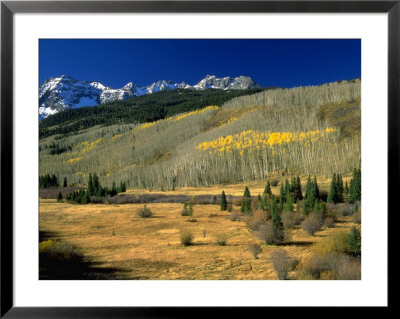 Autumn Trees, Telluride, Colorado by Jim Vitali Pricing Limited Edition Print image