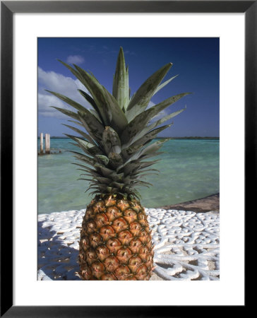Pineapple, Bacalar, Mx by Dratch & Beringer Pricing Limited Edition Print image