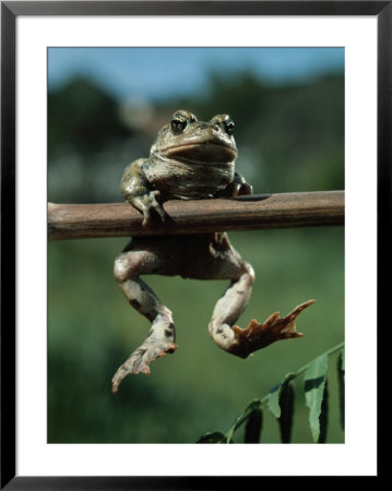 Frog Hanging From A Tree Limb by Richard Stacks Pricing Limited Edition Print image