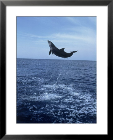 Bottlenose Dolphin Jumping by Stuart Westmoreland Pricing Limited Edition Print image