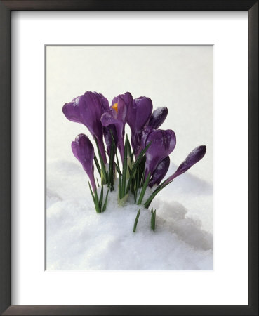 Crocus In The Snow by Nancy Rotenberg Pricing Limited Edition Print image