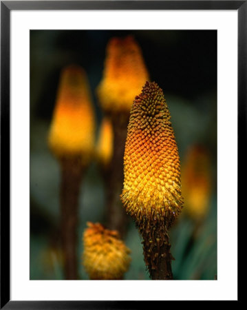 Red Hot Poker Plant From The Sanetti Plateau, Bale Mountains National Park, Oromia, Ethiopia by Ariadne Van Zandbergen Pricing Limited Edition Print image