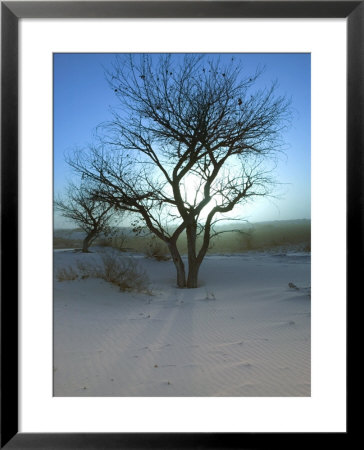 Nm, White Sands Natl Monument, Trees And Sunset by Walter Bibikow Pricing Limited Edition Print image