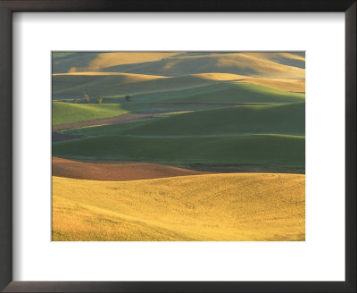 Ripening Wheat And Lentils, Whitman County, Wa by Mark Windom Pricing Limited Edition Print image