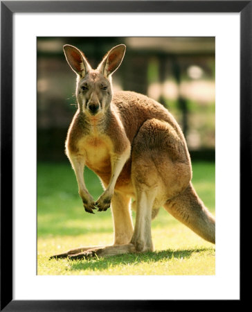 Australian Kangaroo by Peter Walton Pricing Limited Edition Print image
