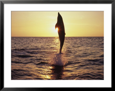 Dolphin Jumping From Water by Stuart Westmoreland Pricing Limited Edition Print image