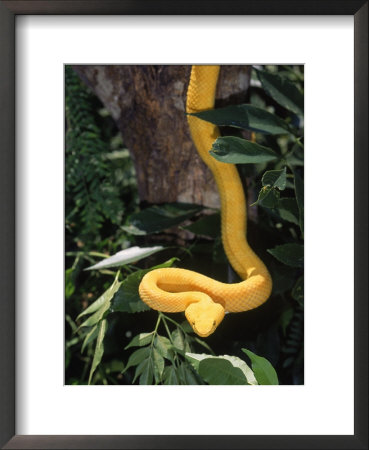 Eyelash Viper Snake, Costa Rica by Lynn M. Stone Pricing Limited Edition Print image