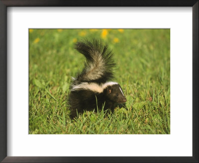 Striped Skunkmephitis Mephitisbabyminnesota by Brian Kenney Pricing Limited Edition Print image