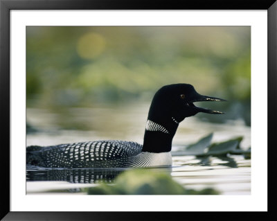 A Swimming Male Loon In Breeding Plumage Emits A Call by Michael S. Quinton Pricing Limited Edition Print image