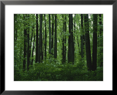 A View Of The Forest In Rock Creek Park by Taylor S. Kennedy Pricing Limited Edition Print image