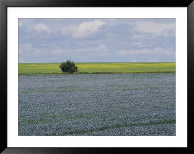 Flax And Canola Fields, Saskatchewan, Canada by Michael S. Lewis Pricing Limited Edition Print image