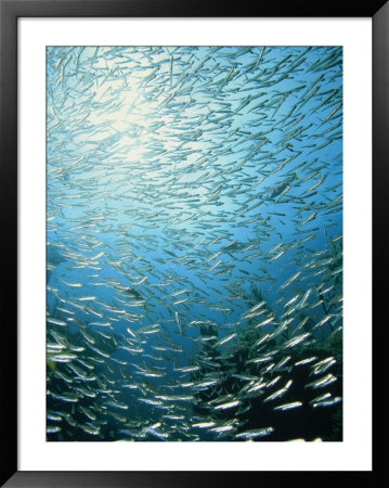 School Of Reef Silverside Fish by Stuart Westmoreland Pricing Limited Edition Print image