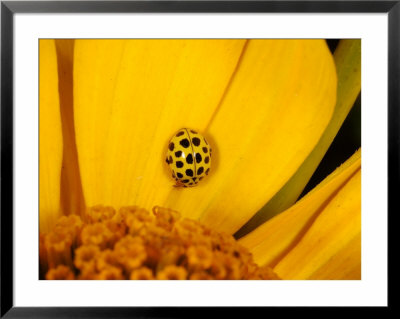 22 Spot Ladybird, Adult Hunting On Flower, Cambridgeshire, Uk by Keith Porter Pricing Limited Edition Print image