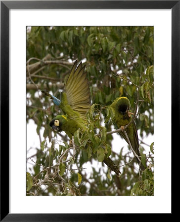 Golden-Collared Macaw, Parrot Perched On Branch With Wings Extended, Brazil by Roy Toft Pricing Limited Edition Print image
