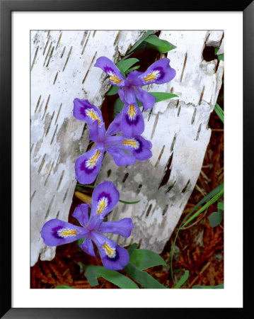 Dwarf Lake Iris Growing Through Birch Bark, Upper Peninsula, Michigan, Usa by Jim Zuckerman Pricing Limited Edition Print image