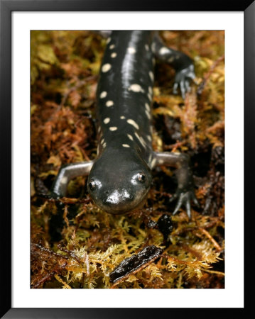 Eastern Tiger Salamander, Sumter County, Florida, Usa by Maresa Pryor Pricing Limited Edition Print image