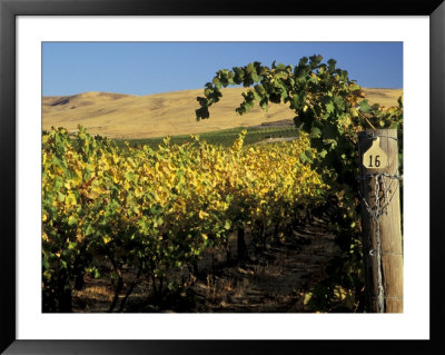 Yakima Valley Vineyards, Washington, Usa by Jamie & Judy Wild Pricing Limited Edition Print image