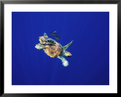 A Swimming Sea Turtle Flanked By Fish by Nick Caloyianis Pricing Limited Edition Print image