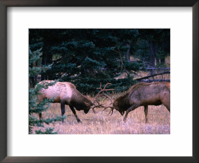 Male Elk (Cervus Elaphus) Fighting During The Rut, Jasper National Park, Alberta, Canada by Mark Newman Pricing Limited Edition Print image