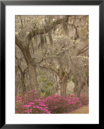 Bonaventure Cemetery With Moss Draped Oaks, Dogwood And Azalea, Georgia, Usa by Joanne Wells Pricing Limited Edition Print image